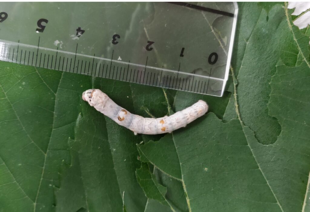 カイコの繭から絹糸をつくる – 横浜富士見丘学園 中学校・高等学校